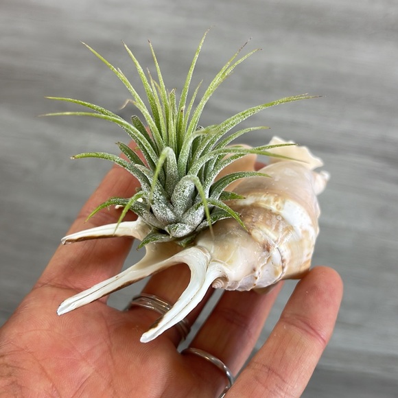 🔆AIR PLANT BUDDY🔆 WITH REAL SEA SHELL HAND MADE AND UNIQUE - Picture 2 of 16
